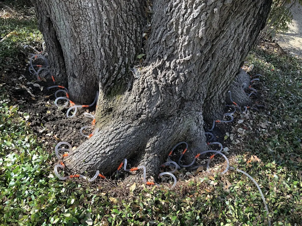 Detailed Tree Cabling and Bracing job site in Lily Dale