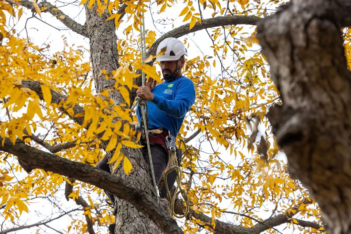 Skilled Tree Planting crew working in Lily Dale